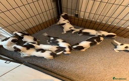 English Springer Spaniel dogs for sale: KC Reg English Springer Spaniel puppies - Image 4