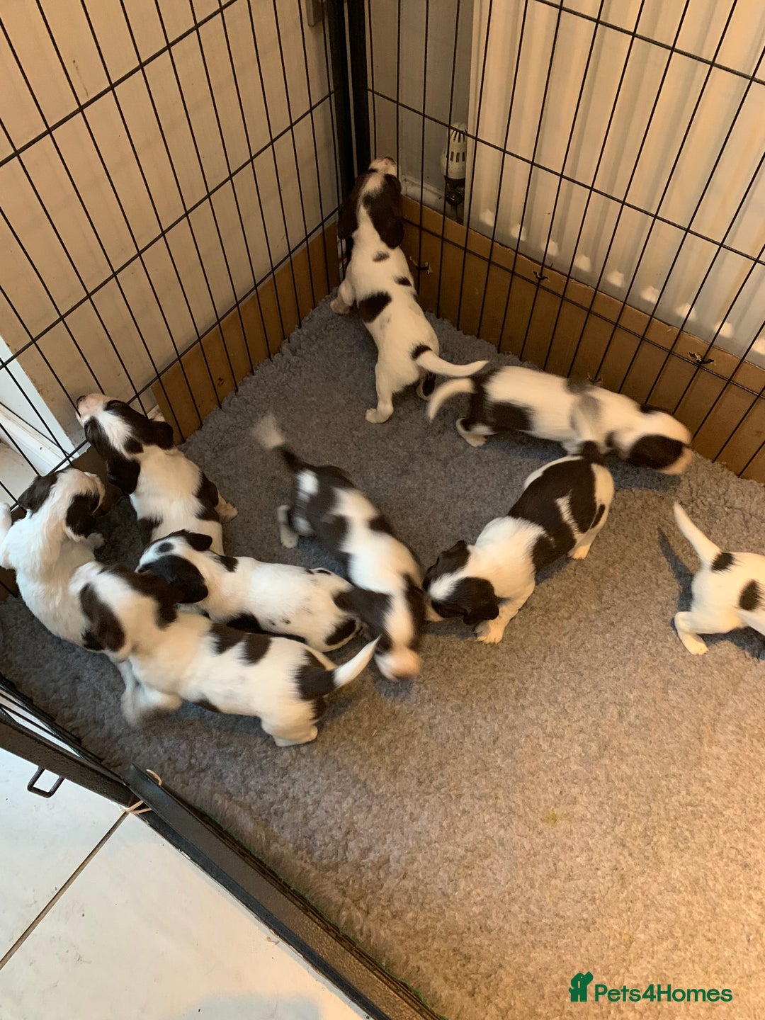 English Springer Spaniel dogs for sale: KC Reg English Springer Spaniel puppies - Image 4