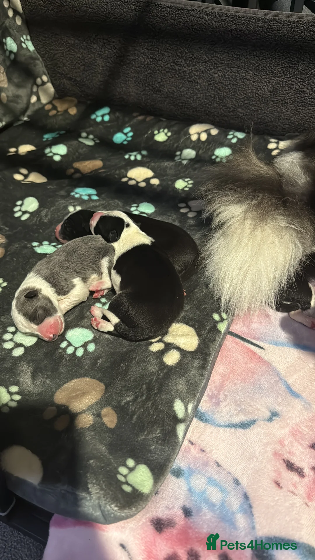 Border Collie dogs for sale: Border Collie Puppies For Sale - Advert 4