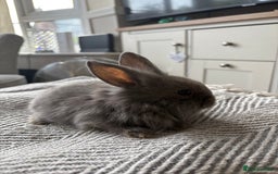 Mini Lion Lop rabbits for sale: Gorgeous Lion Mini lops - Image 7