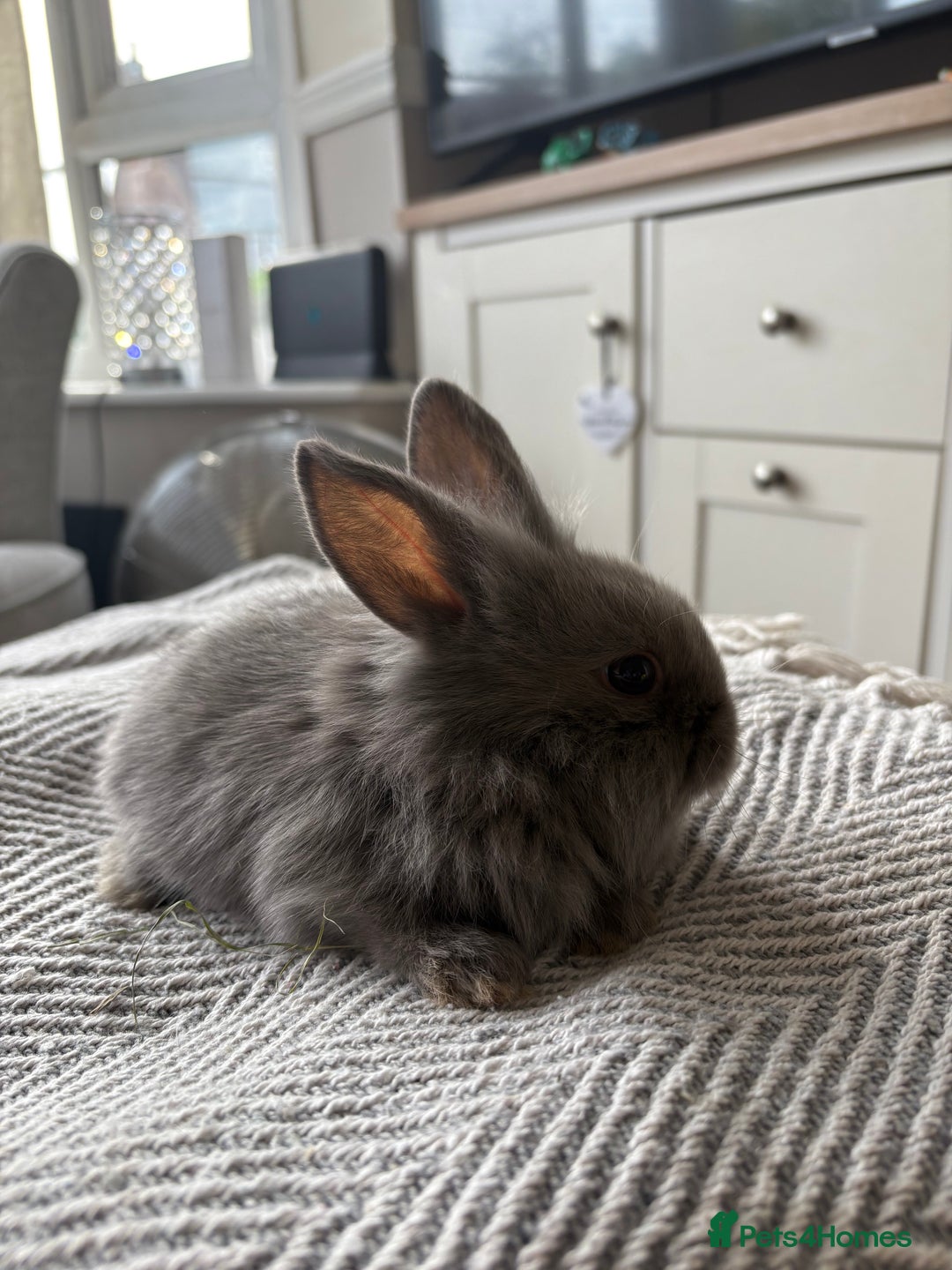 Mini Lion Lop rabbits for sale: Gorgeous Lion Mini lops - Image 7