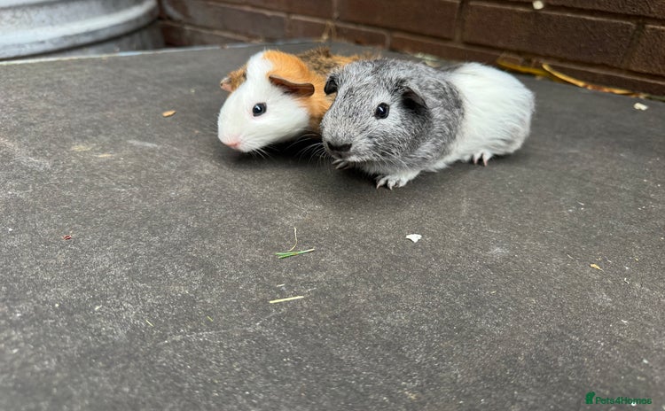 Guinea Pig rodents - Advert 4