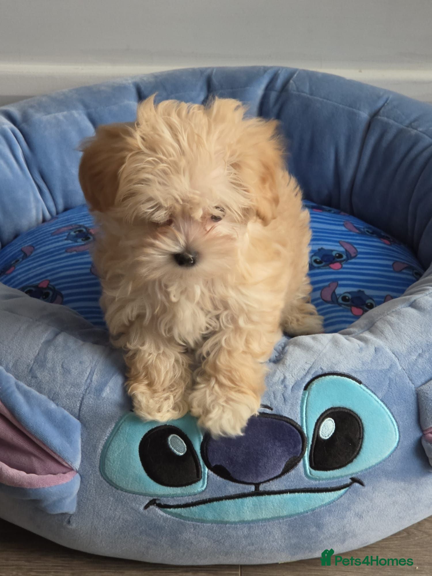 Maltipoo dogs 2 left Gorgeous Asian F1 small Maltipoos - Advert 1