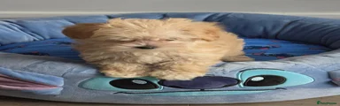 Maltipoo 3