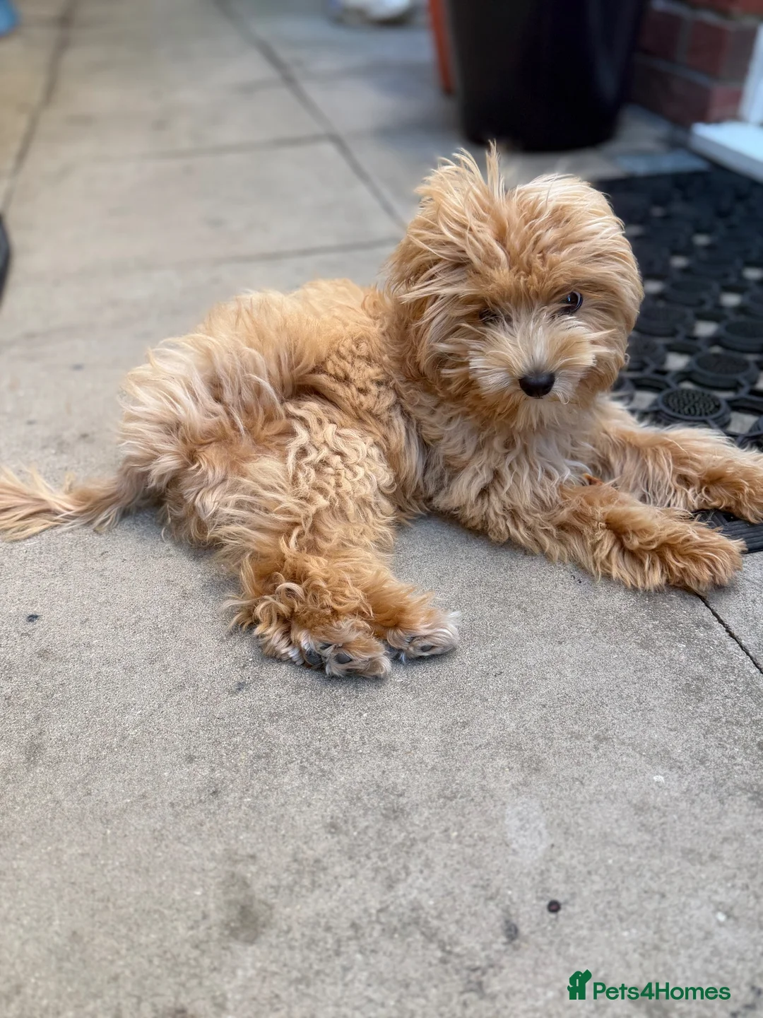 Miniature Poodle dogs for sale: Maltipoo - Advert 3
