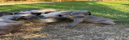 Weimaraner dogs for sale: Kc Weineramer pups  in Ashford - Advert 7