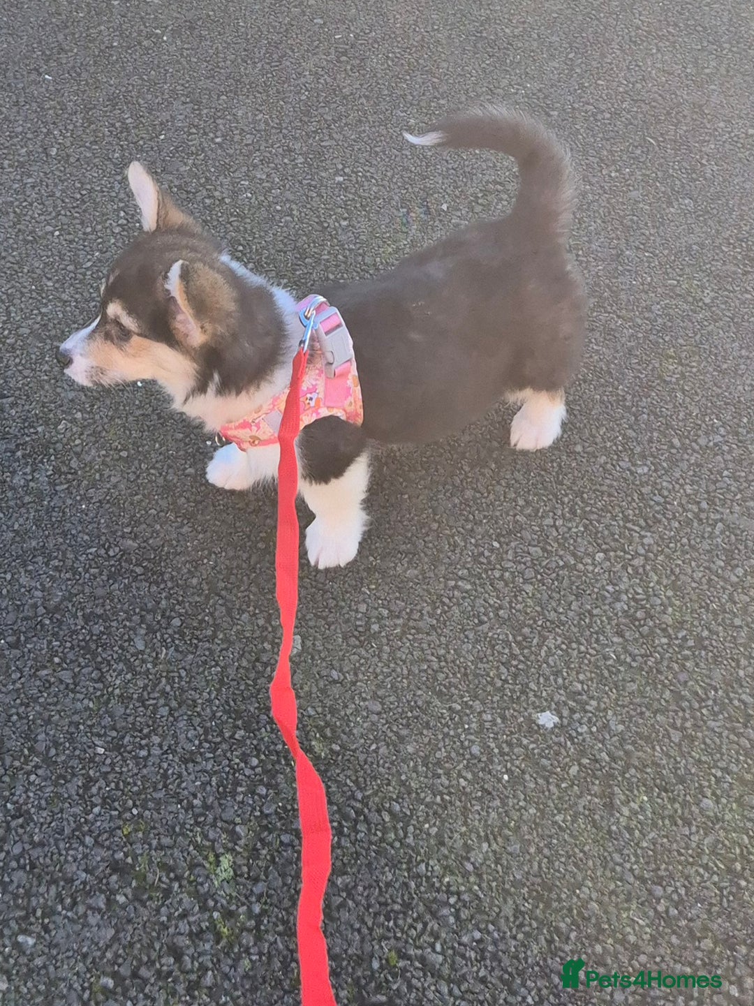 Welsh Corgi Pembroke dogs for sale: Kc reg 2 girls remaining bob & longtail - Advert 22