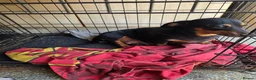 Dachshund dogs for sale: Miniture poodle puppies - Advert 1
