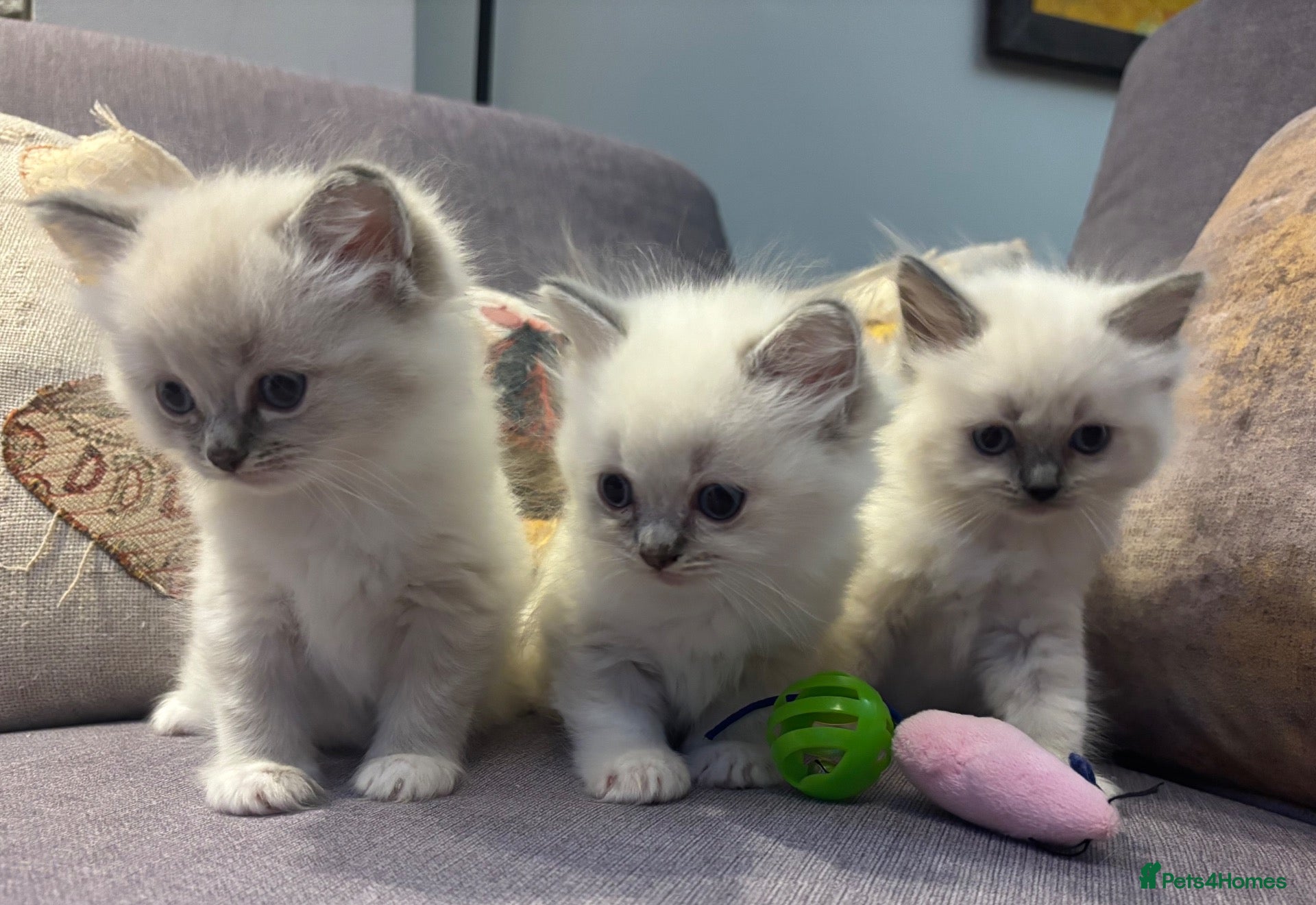 Ragdoll cats Gorgeous Ragdoll Kittens.  - Advert 1