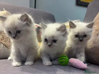 Ragdoll cats Gorgeous Ragdoll Kittens. - Advert 1