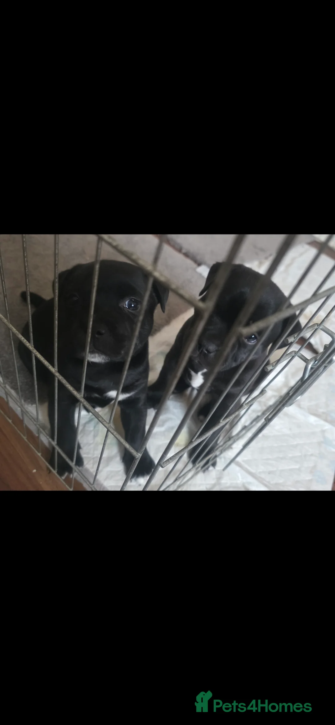 Staffordshire Bull Terrier dogs for sale: Stunning KC staffordshire bull terrier puppies  - Advert 6