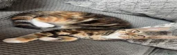 Mixed Breed cats for sale: Half Maine-coon mixed with tabby Kitten in Swindon - Advert 25
