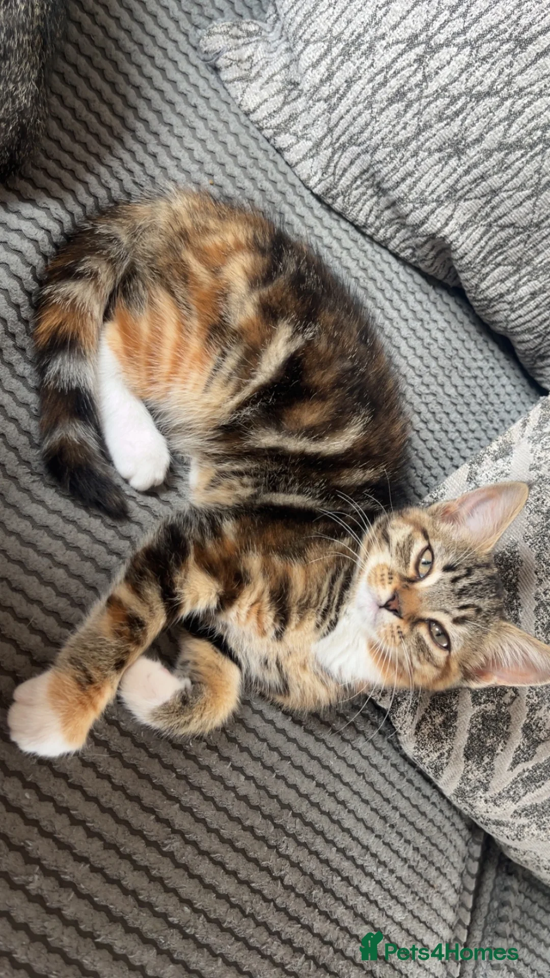 Mixed Breed cats for sale: Half Maine-coon mixed with tabby Kitten in Swindon - Advert 25