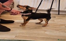 Mixed Breed dogs for sale: Norfolk Terrier/Chihauhau - Image 3