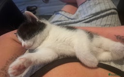 Domestic Shorthair cats for sale: 2 female kittens  - Image 3