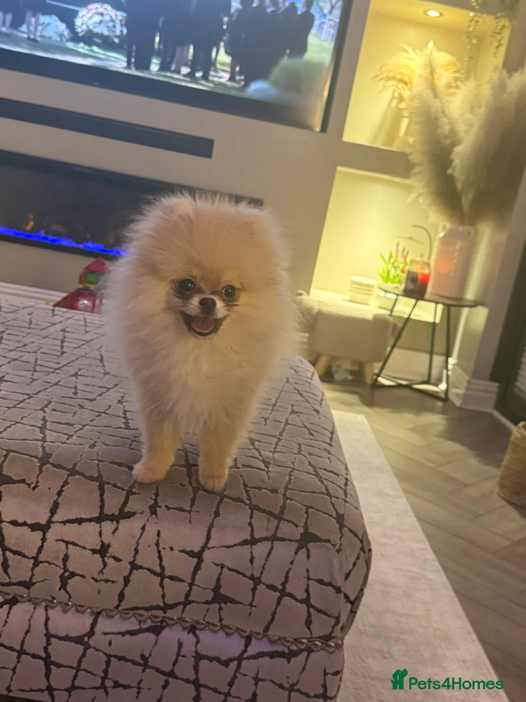 Pomeranian dogs for sale: Miniature Pomeranian  in Cwmbran - Advert 2