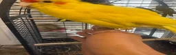 Budgerigars birds for sale: Kakarikis tame baby’s and Adults - Advert 2