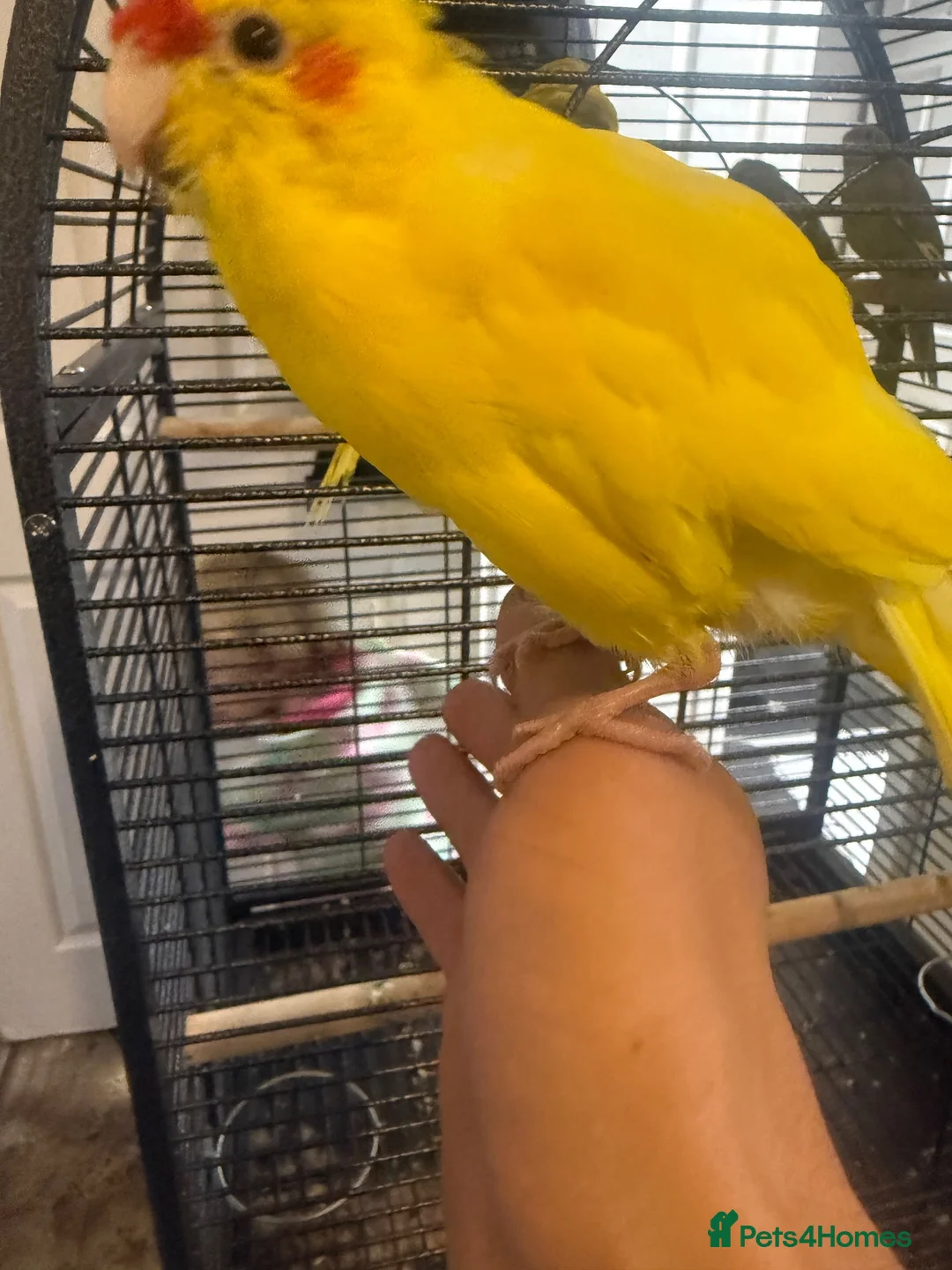 Budgerigars birds for sale: Kakarikis tame baby’s and Adults - Advert 2