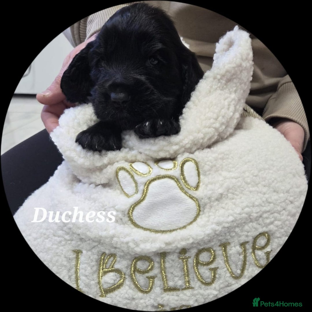 Cocker Spaniel dogs for sale: Cocker spaniels - Advert 2