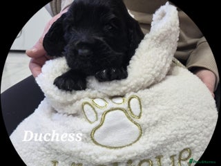 Cocker Spaniel dogs Cocker spaniels - Advert 2