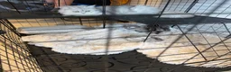 Persian cats for sale: Persian chinchilla kittens - Advert 2