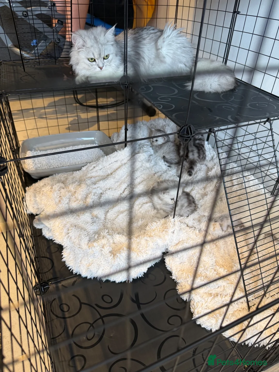 Persian cats for sale: Persian chinchilla kittens - Advert 2
