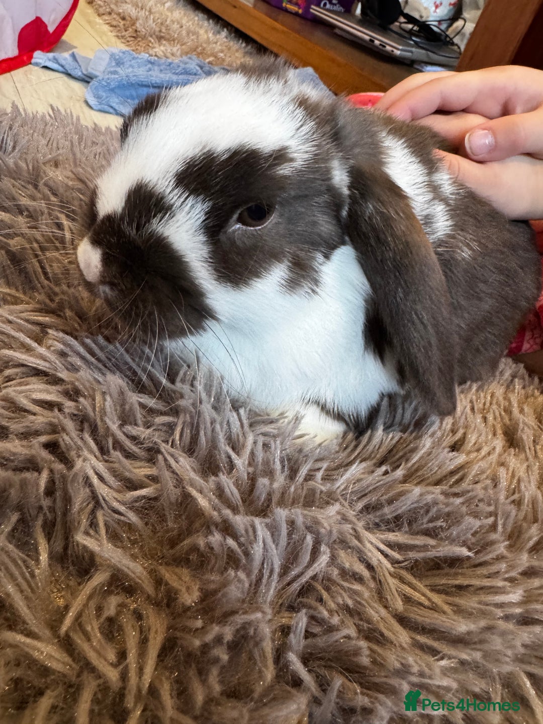 Mini Lop rabbits for sale: Mini Lop bunnies for sale  - Advert 6
