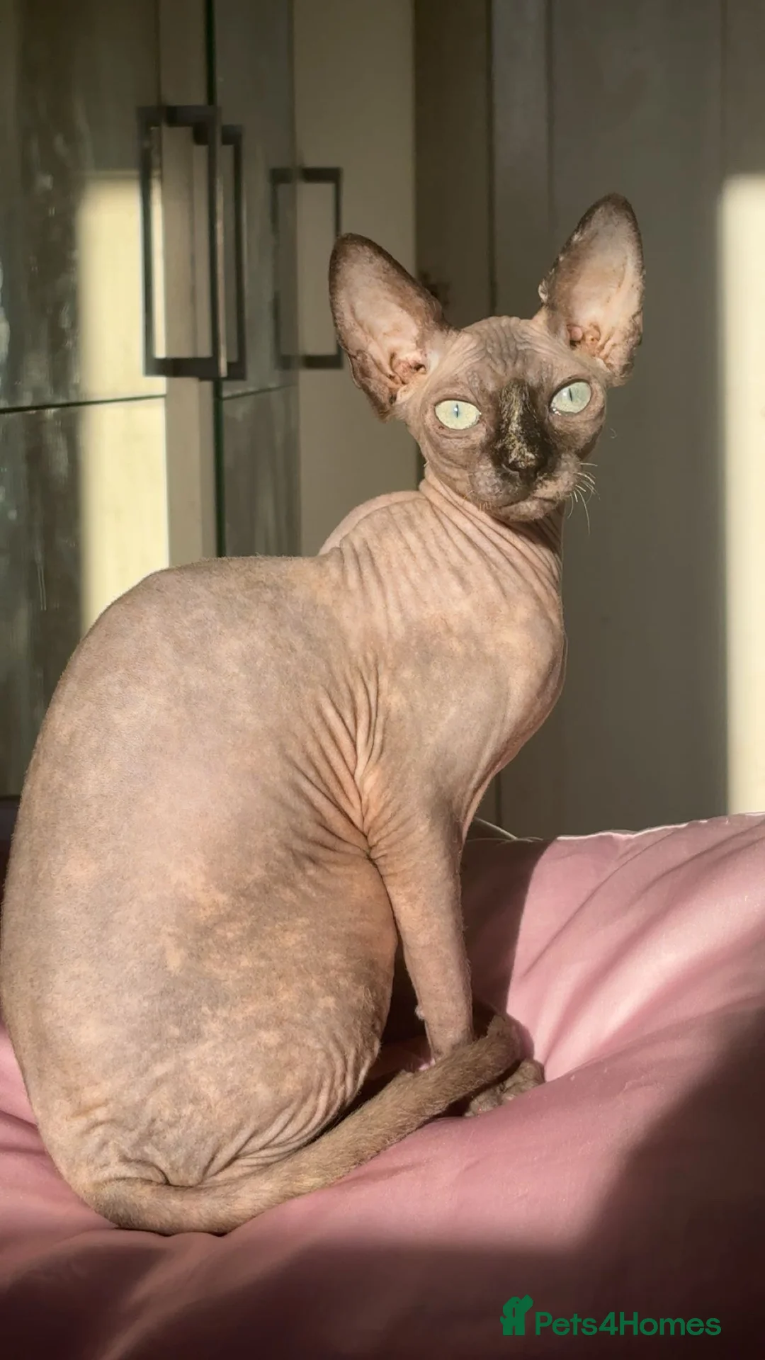 Sphynx cats for sale: Sphynx female cat - Advert 1