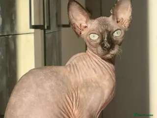 Sphynx cats Sphynx female cat - Advert 1