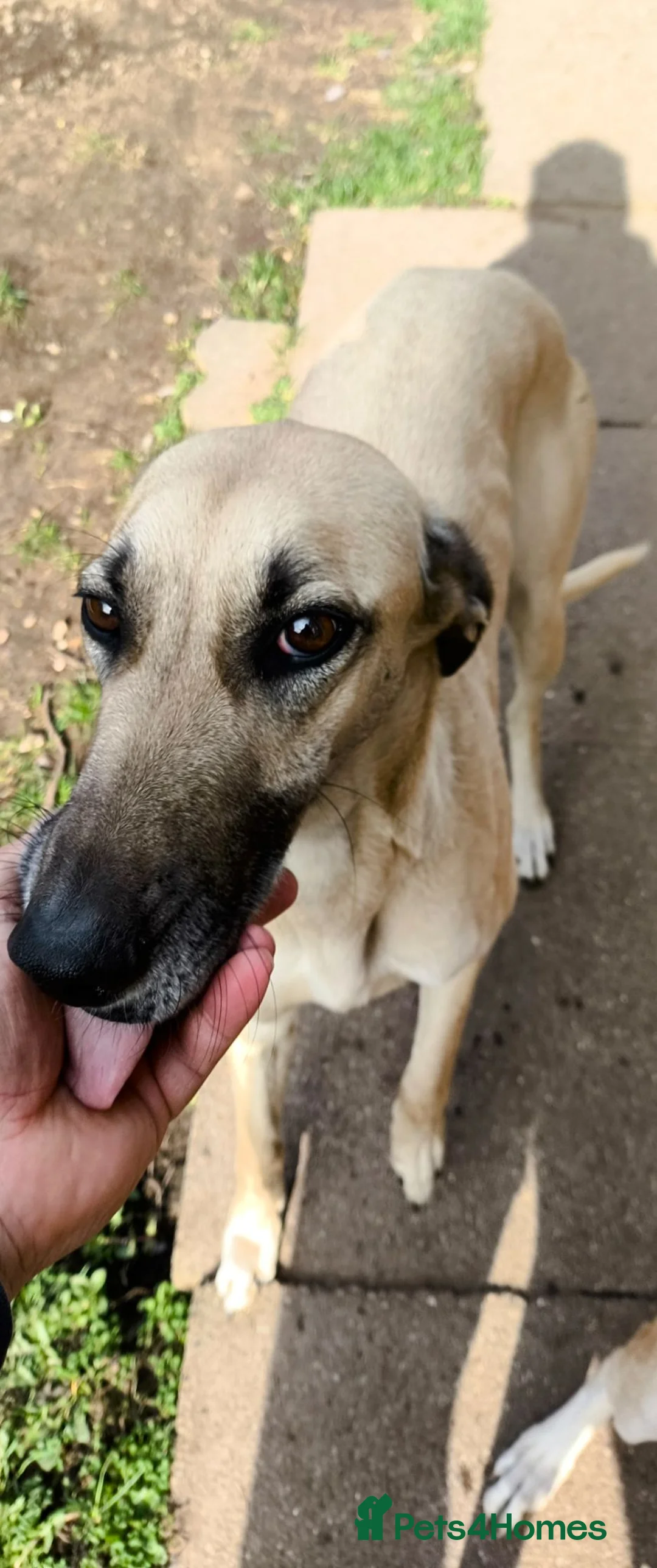 Mixed Breed dogs for sale: Mum and daughter bonded pair. Lurcher  - Advert 2