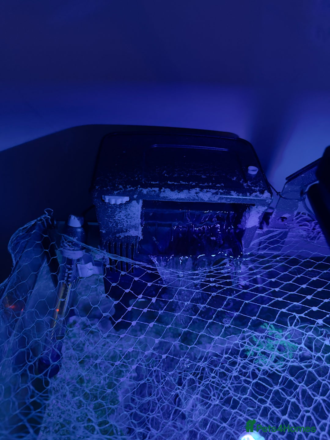 Other/Mixed Breed fish for sale: Marine tank setup  - Advert 4