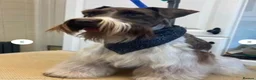 Miniature Schnauzer dogs for sale: Stunning, healthy BVA/MAC screened mini schnauzers - Advert 9