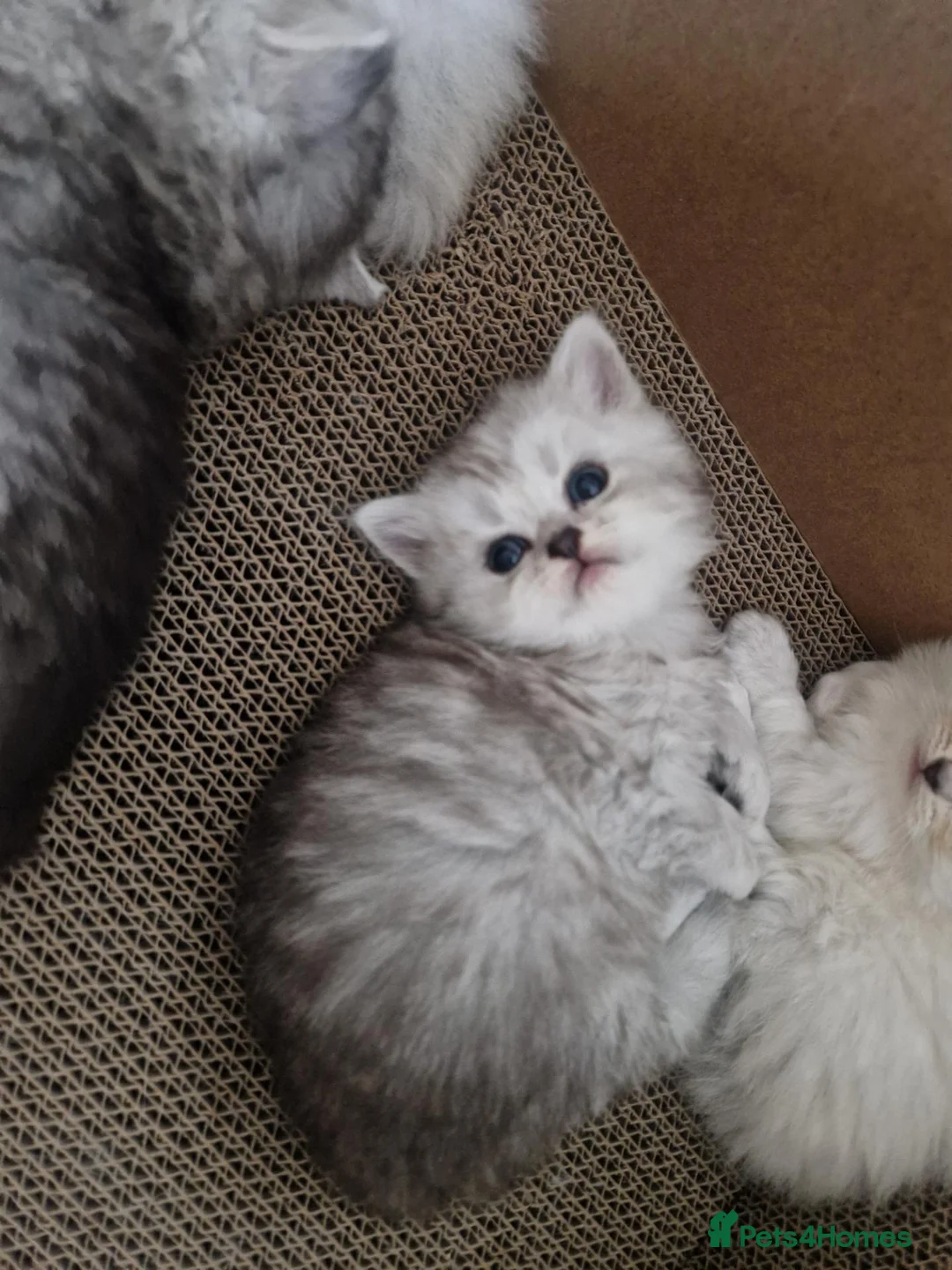 British Shorthair cats for sale: British short hair kittens  - Advert 2