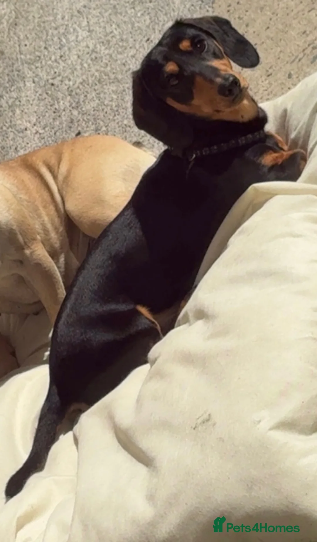 Miniature Dachshund dogs for sale: REHOMING 2yr old miniature daschound in Burry Port - Advert 2