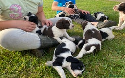 English Springer Spaniel dogs for sale: Springer Spaniel Black/liver and white Puppies - Image 4