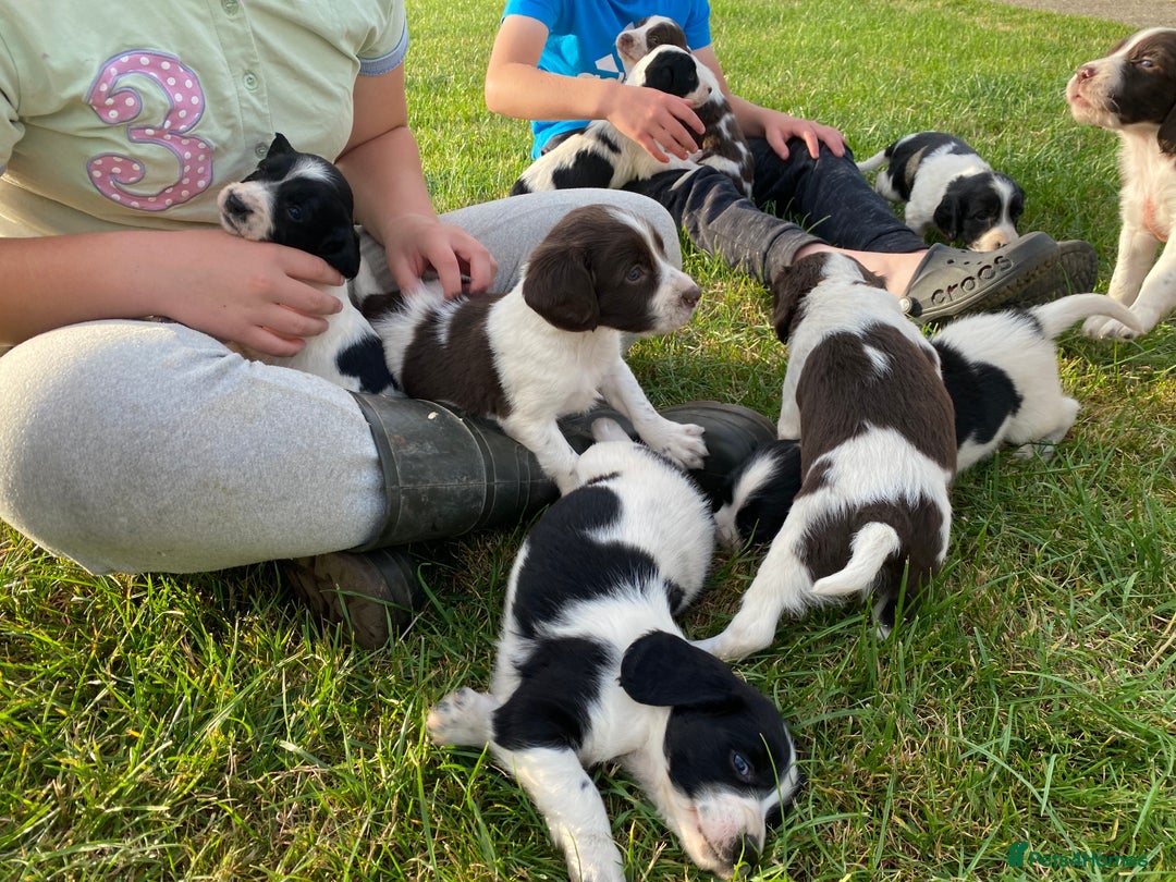 English Springer Spaniel dogs for sale: Springer Spaniel Black/liver and white Puppies - Image 4