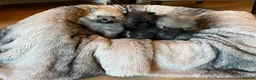 Pomeranian dogs for sale: Stunning KC Teddy Bear Pomeranians - Advert 1