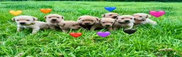 Labrador Retriever dogs for sale: Stunning Red Fox & Golden Labrador Puppies - Advert 2