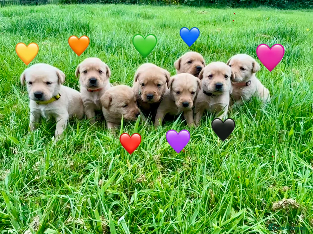 Labrador Retriever dogs for sale: Stunning Red Fox & Golden Labrador Puppies - Advert 2