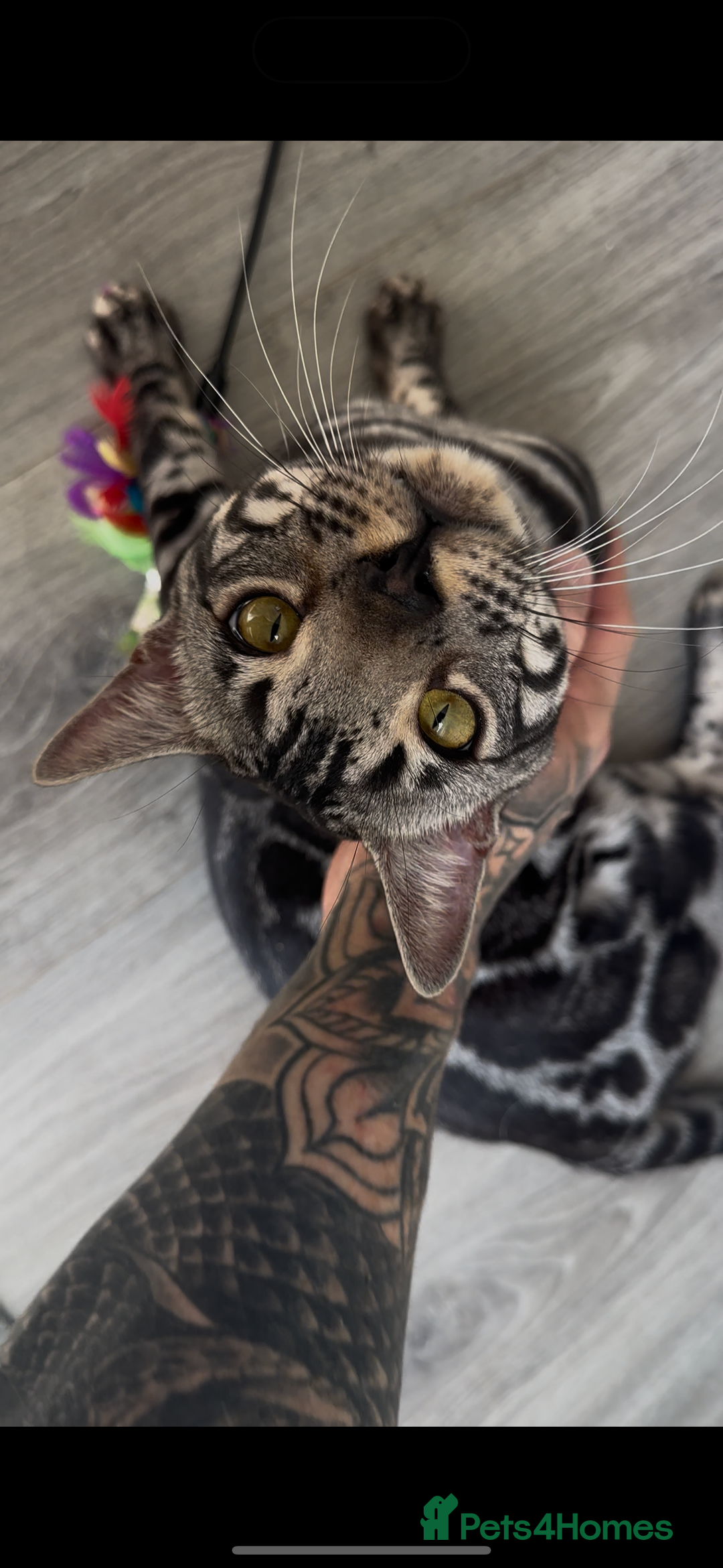 Bengal cats for sale: Intensively socialised bengal kittens - lap cats! in Scunthorpe - Image 19
