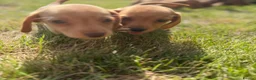 Miniature Dachshund dogs for sale: READY TO LEAVE🏆💙💖 KC REG 5 STAR BREEDER💙💖🏆 - Advert 18