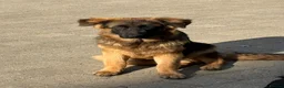 German Shepherd dogs for sale: Long coat German Shepherd - Advert 3