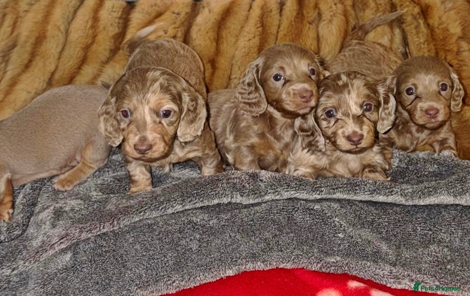 Miniature Dachshund dogs 💎RARE BREED/RARE BLOODLINE🩸 DACHSHUND PUPS 🐾 💕 - Advert 1