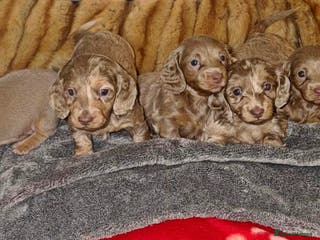 Miniature Dachshund dogs 💎RARE BREED/RARE BLOODLINE🩸 DACHSHUND PUPS 🐾 💕 - Advert 1