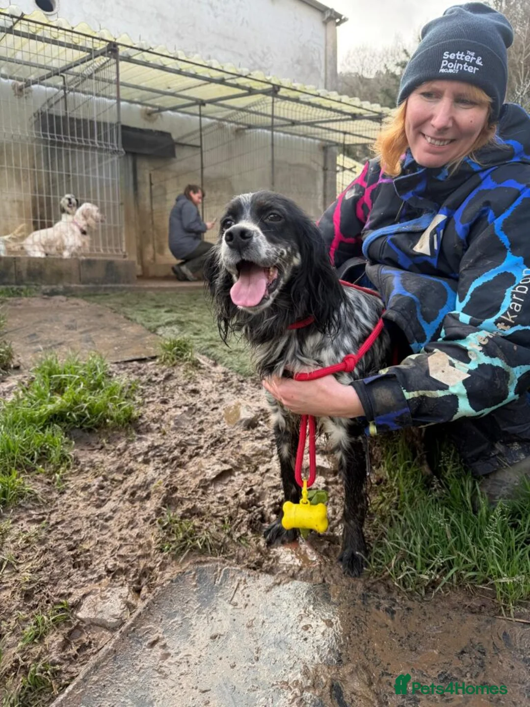 English Setter dogs for adoption: Lina  - Advert 14