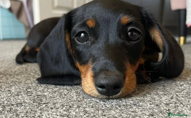 Miniature Dachshund dogs - Advert 4