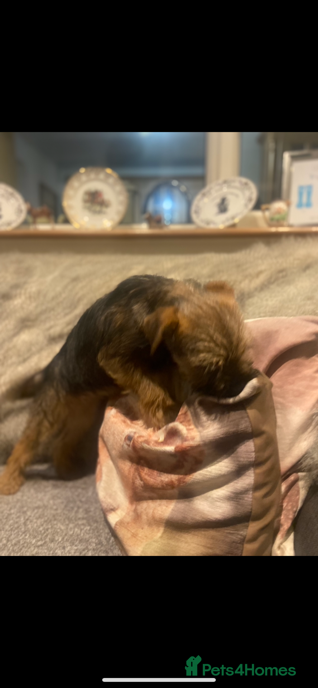 Border Terrier dogs for sale: Border Terrier Boy Puppy  - Advert 5