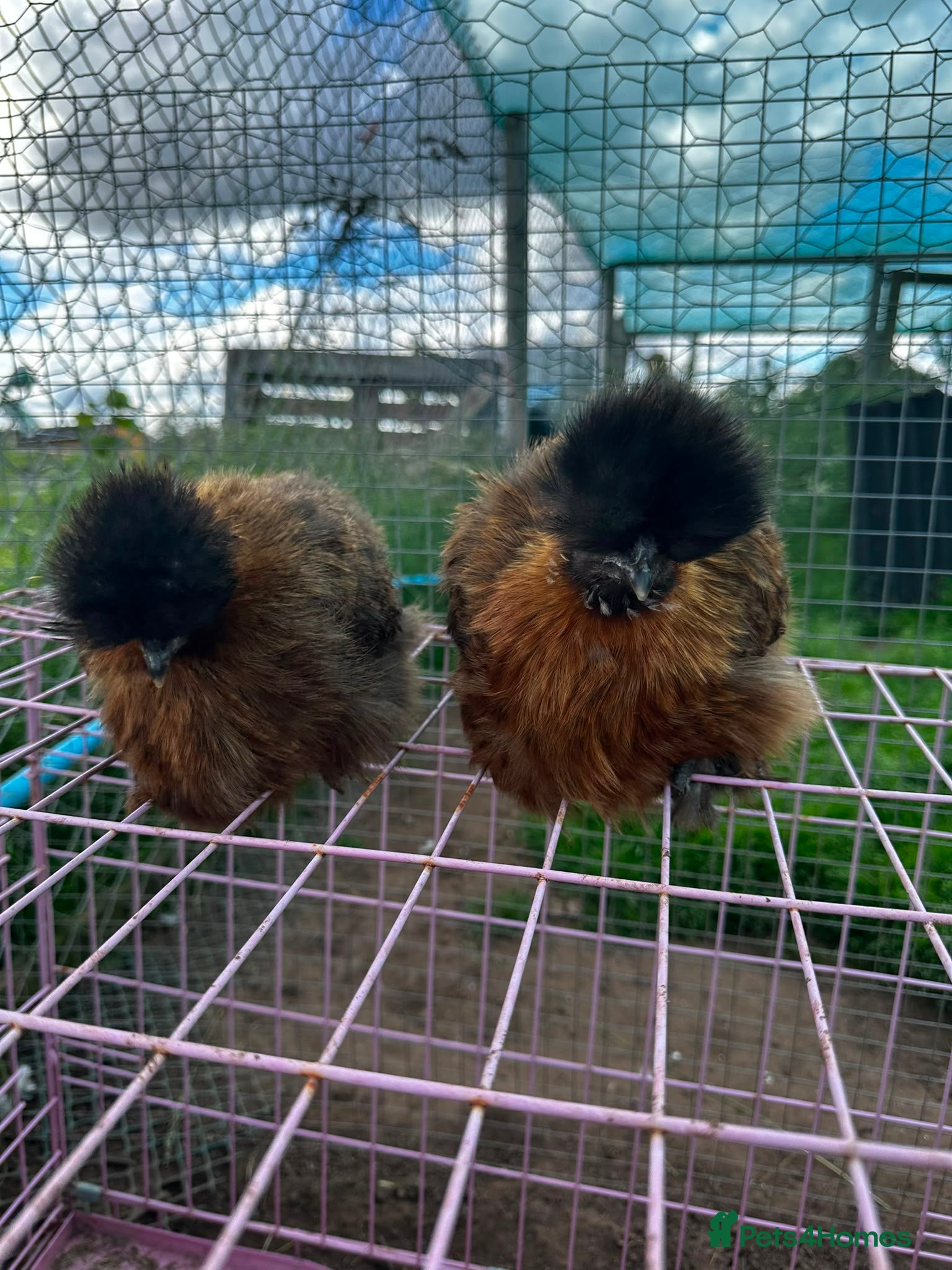 Chickens poultry 2 x Silkie hens for sale PoL - Advert 6