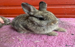Netherland Dwarf rabbits for sale: Young Netherland Dwarfs for sale in Barrow-in-Furness - Image 19