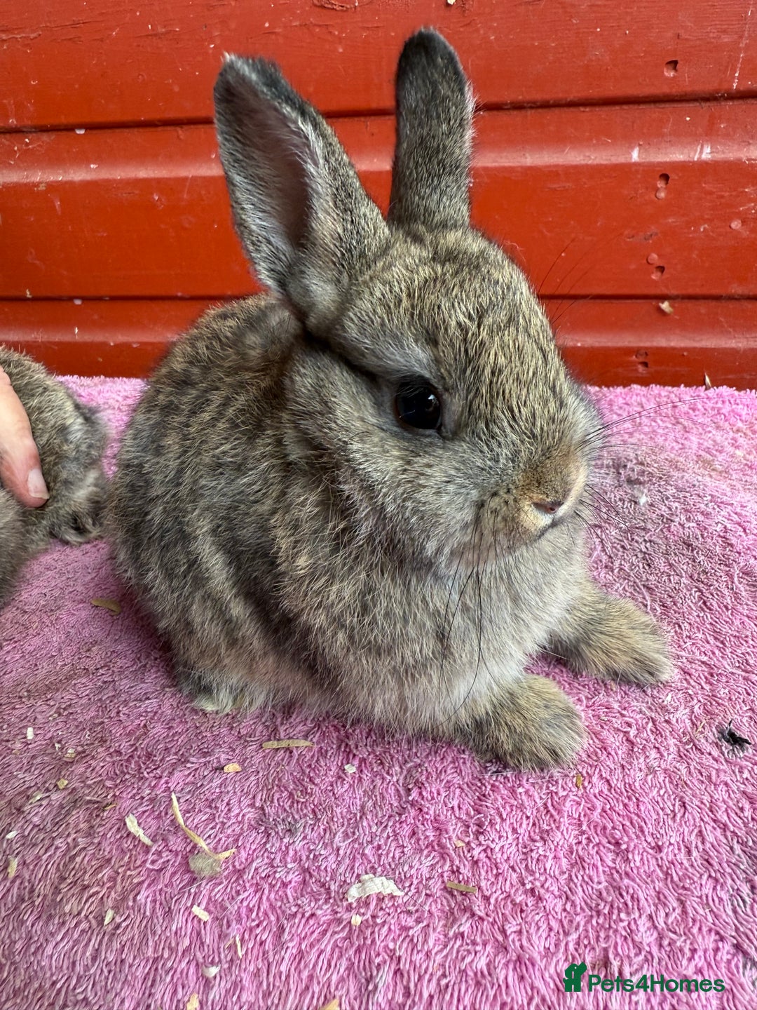 Netherland Dwarf rabbits for sale: Young Netherland Dwarfs for sale in Barrow-in-Furness - Image 19